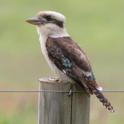 Dacelo novaeguineae (Laughing Kookaburra).jpg